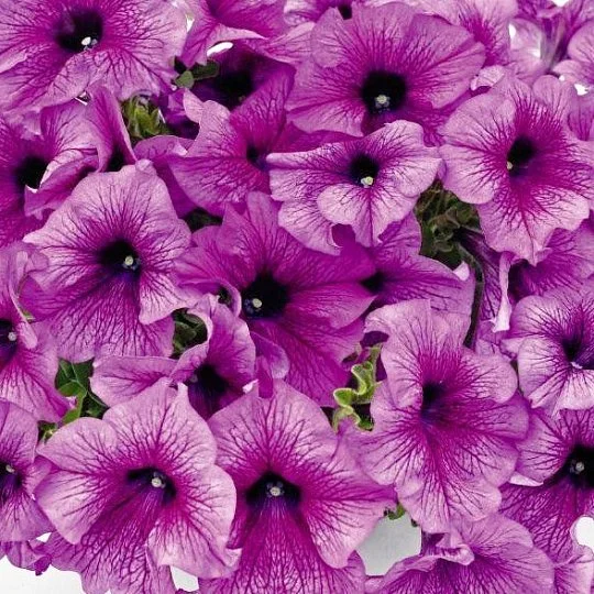 Петуния Саксесс F1 500 семян пурпурная с прожилками, Benary flowers