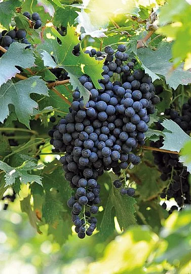 Саджанці винограду "Ізабелла"