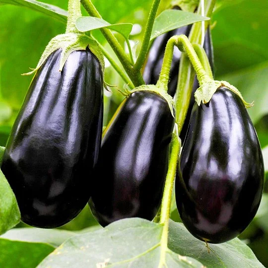 Баклажан Гордита F1 30 шт, United Genetics - Фото 2