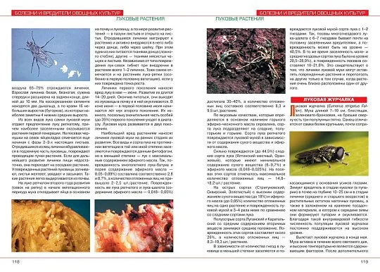 Болезни и вредители овощных культур - Фото 4