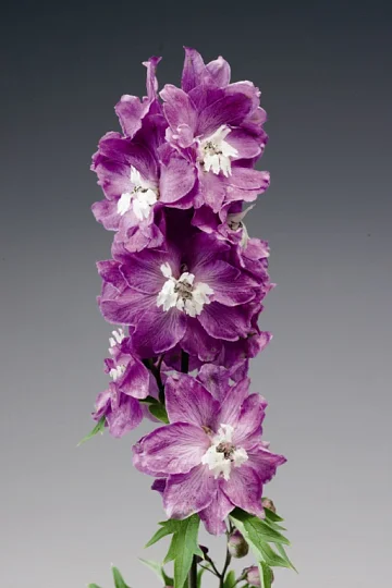 Дельфиниум высокий Экскалибур 100 семян лилово-розовый, Syngenta Flowers - Фото 2