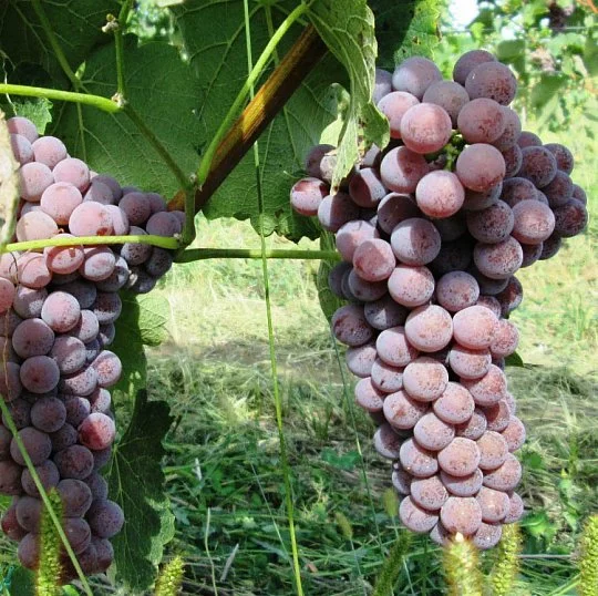 Саженцы винограда "Сувинье гри"