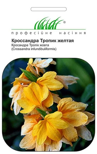 Кроссандра Тропик 4 семечки желтая, Hем Zaden