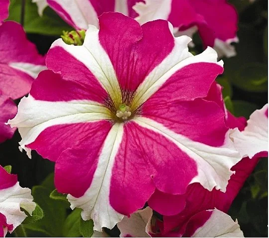 Петуния Ультра F1 1000 дражированных семян бело-розовая, Syngenta Flowers