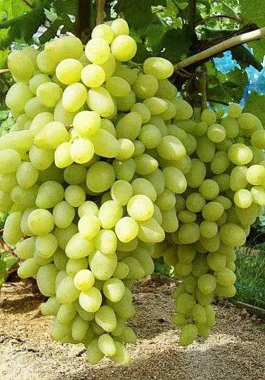 Саженцы винограда "Долгожданный"