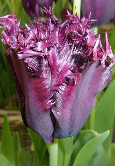 Тюльпан бахромчатый Black Jawel (10213)