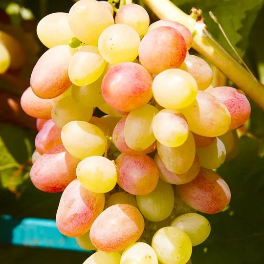 Саджанці винограду Тасон