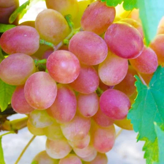 Саджанці винограду Розалінда