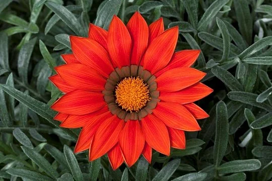 Газания Биг Кисс F1 100 семян жестколистная красная, Syngenta Flowers