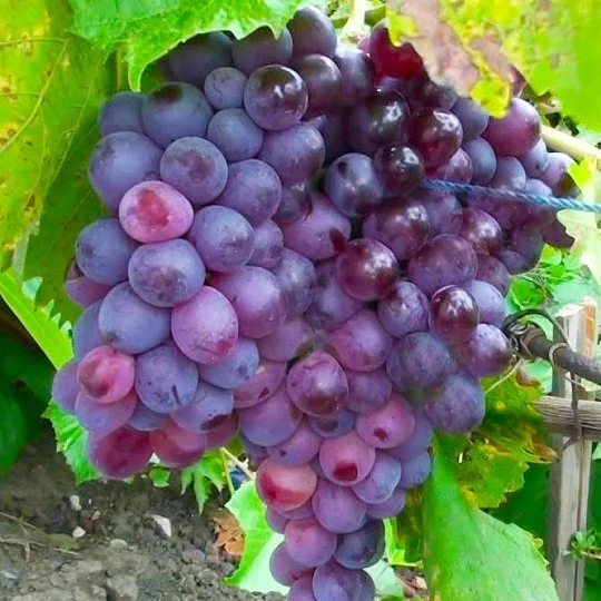 Саженцы винограда Молдавский кишмиш