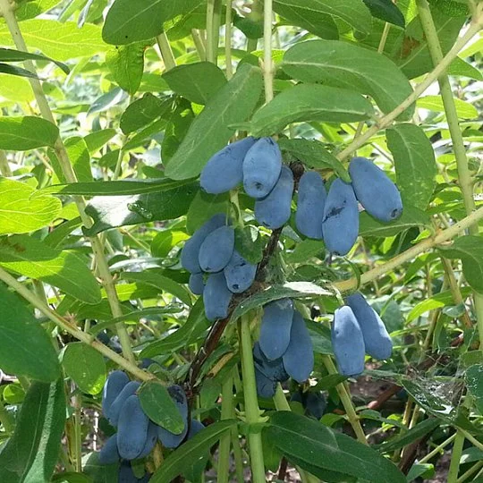 Жимолість Богучарська рання - Фото 2