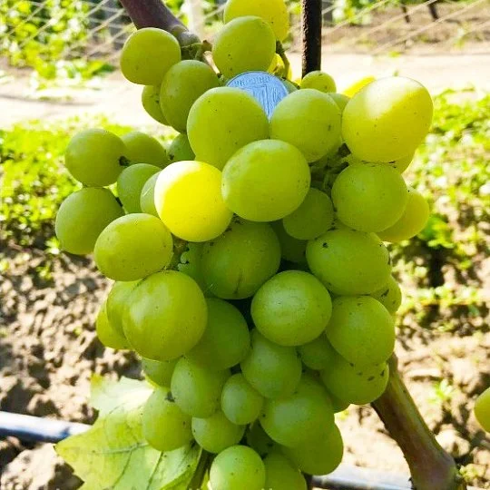Саженцы винограда Бенефис