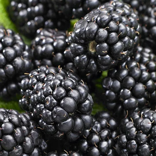 Ожина Лохнес середньопізня - Фото 3