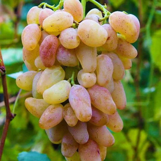 Саженцы винограда Авраам