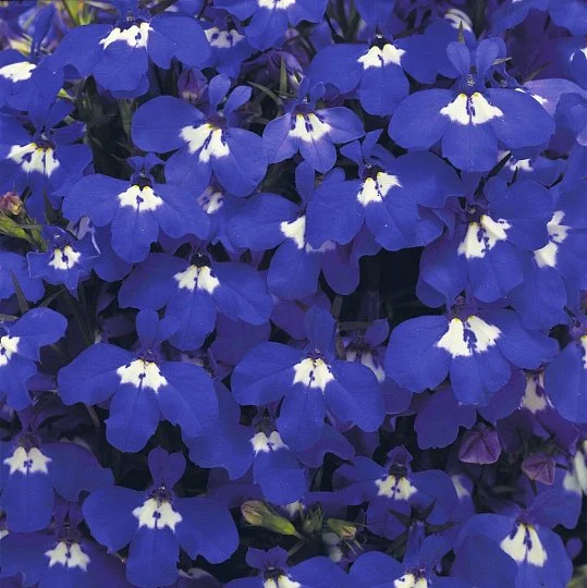 Лобелия Ривьера синяя с белым глазком 200 семян, Pan American flowers