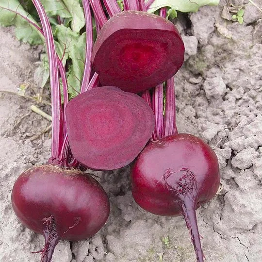 Буряк Водан F1 2 г столовий округлий ранньостиглий, Bejo Zaden - Фото 2