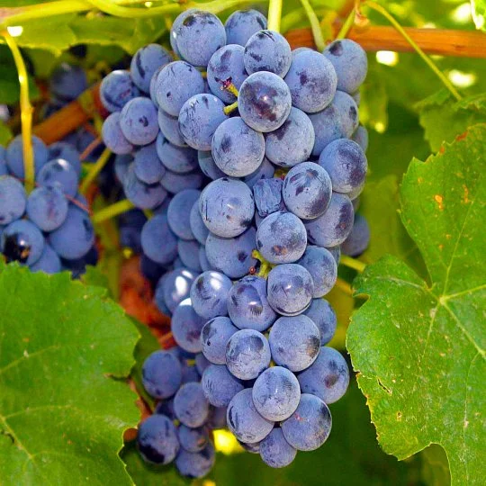 Саженцы винограда Гленора кишмиш