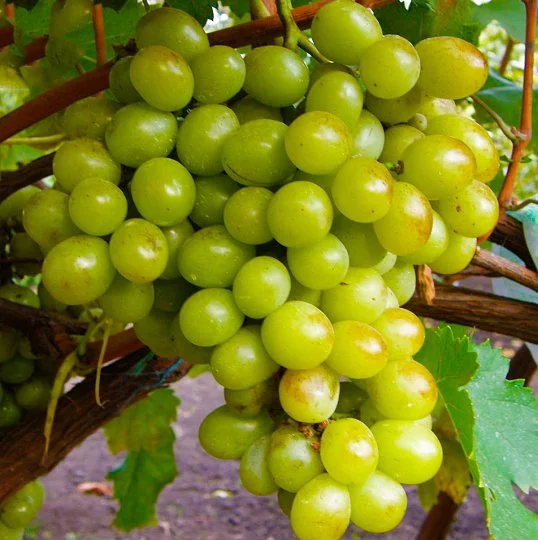 Саженцы винограда Виктория Белая (Вива Айка)
