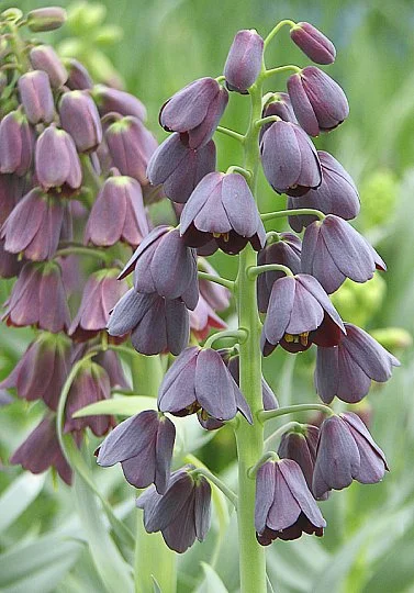 Фритиллярия Persica (10334) - Фото 2