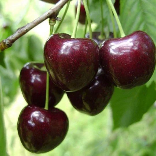 Черешня Регина поздняя - Фото 2