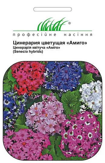 Цинерария гибридная Амиго 10 семян смесь, Hем Zaden