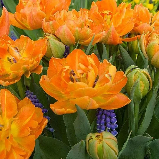 Тюльпан Orca 3 шт махровый многоцветковые, De Ree