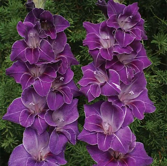 Гладиолус Violetta 3 шт крупноцветковый, De Ree