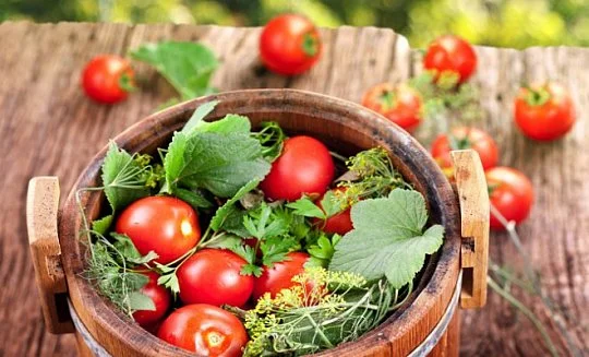 Томат Бинго F1 10 семян томат для соления, Unigen Seeds - Фото 2