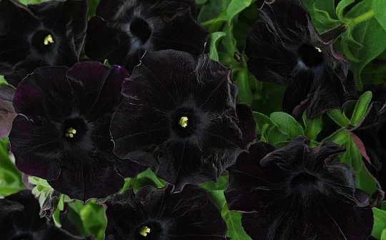 Петунія Софістика F1 8 дражованого насіння блекберрі, Pan American flowers - Фото 2