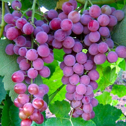 Саженцы винограда Ванесса кишмиш