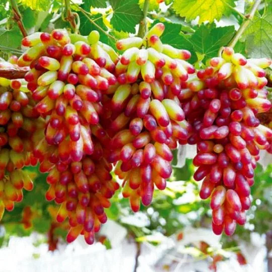 Саджанці винограду Манікюр Фінгер