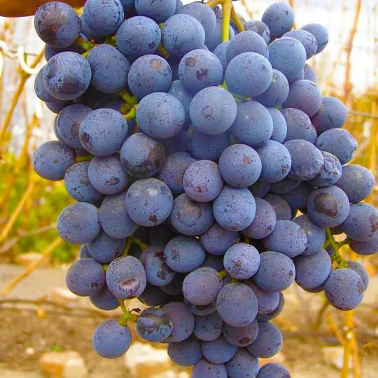 Саженцы винограда Анастасия кишмиш