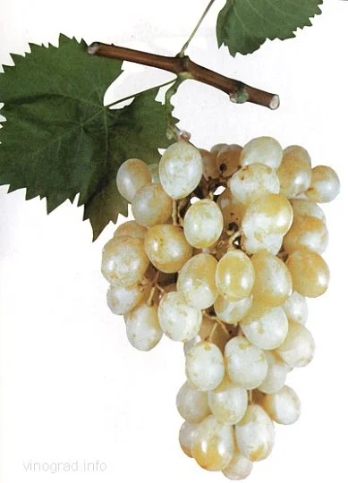 Саженцы винограда "Италия", Институт Таирово