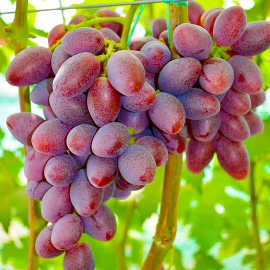 Саженцы винограда Талдун