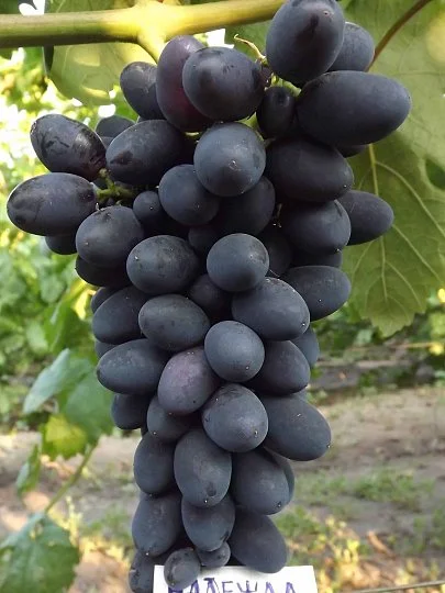 Саженцы винограда Надежда раняя, Институт Таирово
