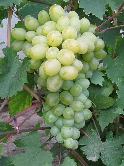 Саженцы винограда "Богатяновский ", Институт Таирово