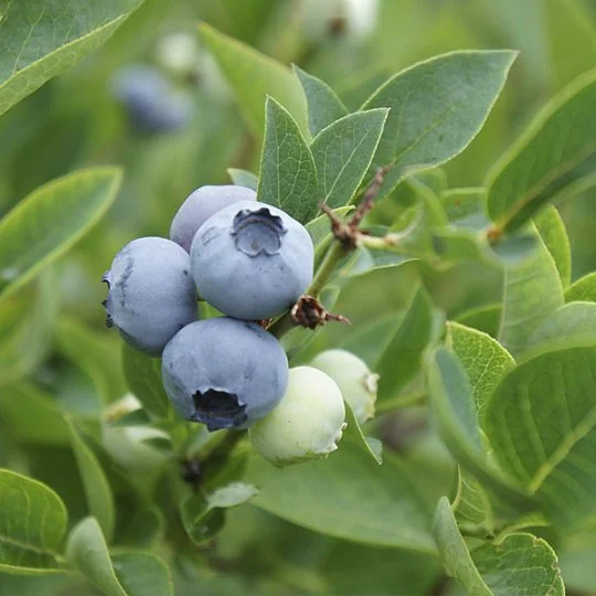 Чорниця Блю Голд високоросла середньостигла - Фото 3