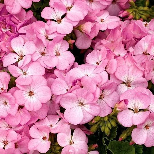 Пеларгонія Мультиблум F1 лавандова 100 насінин, Syngenta Flowers