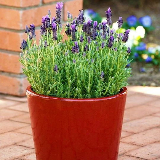 Лавандра Бандера пурпурная 100 семян