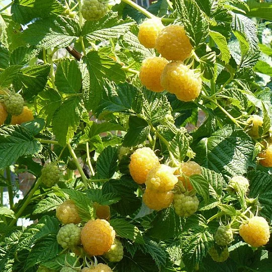 Малина Жовтий Гігант великоплідна жовта - Фото 2