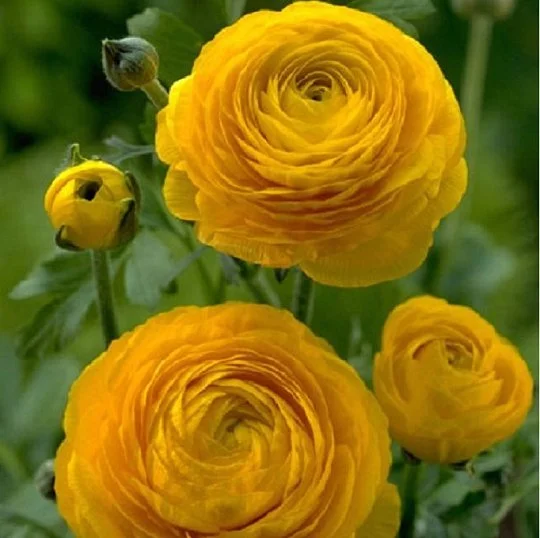 Лютик азіатський Меджик F1 50 дражованого насіння жовтий, Syngenta Flowers