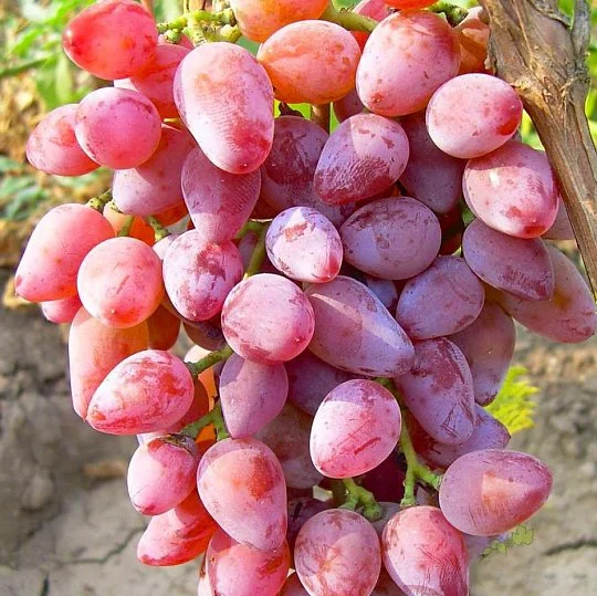 Саженцы винограда Восторг красный