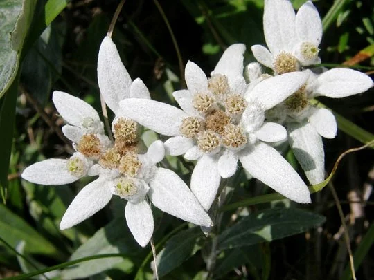 Едельвейс альпійський 0,1 г білий, Hем Zaden - Фото 5