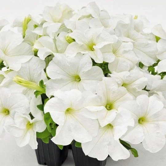 Петуния Саксесс F1 500 семян белая, Benary flowers