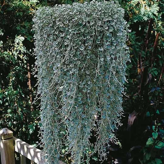Дихондра Серебряный водопад 100 семян, Pan American flowers