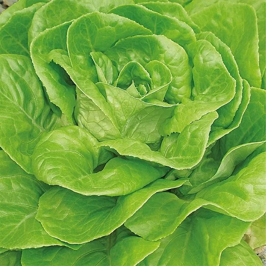 Салат Травнева Корольова 0,5 кг, Агролінія