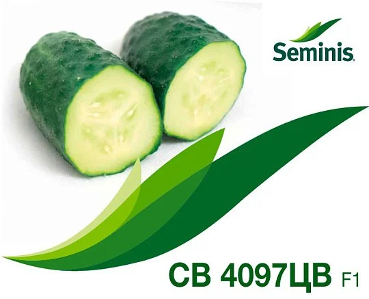 Огурец SV 4097 ЦВ F1 самоопыляемый 250 семян, Seminis