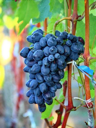 Саженцы винограда "Кодрянка", Институт Таирово