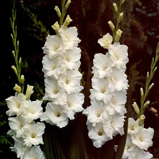 Гладиолус Bangladesh 3 шт крупноцветковый, De Ree