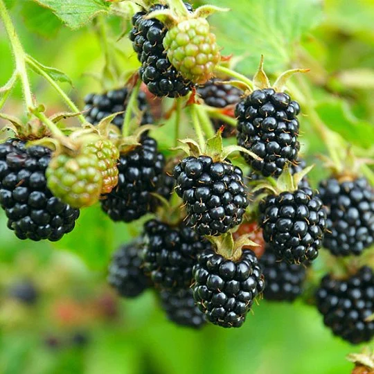 Ожина Трипл Краун середньостигла - Фото 2